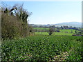 Oilseed rape crop, Shipton