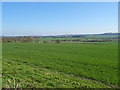 Crop field, Patton