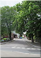 Tree-lined Manor Road, Sidmouth