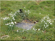SO9969 : Snowdrops, Tardebigge cemetery by Rudi Winter