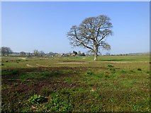SU5263 : Farmland, Headley by Andrew Smith