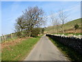 Drystone wall and deciduous trees, Eglwysilan Road, Eglwysilan