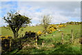 Bushes and whins, Garvetagh Upper