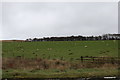 Sheep Grazing near Boghead Wood