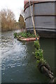 Plant life growing on mooring rope of ship on River Hull near Beverley