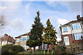 Conifers by Stockingstone Road, Long Green