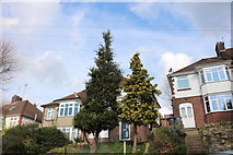 TL0923 : Conifers by Stockingstone Road, Long Green by David Howard