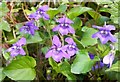 SO4329 : Wild violets by Jonathan Billinger