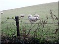 Sheep on hill slope above the Quilly Road