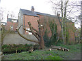 Recently pollarded tree by the Meanwood Beck