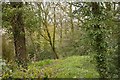 Woodland, Samlesbury Bottoms