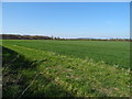 Crop field near Cross Houses