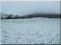 Grazing near Crowfield