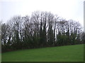 Woodland beside Old Ross Road (B4521)