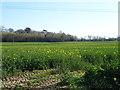 Oilseed rape crop near Berrington