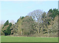 Woodland near Micklewood Farm