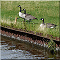 Canada geese near Trentham, Stoke-on-Trent