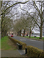 Plane trees on Victoria Embankment