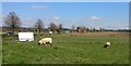 Sheep at the Hodgehill garden centre