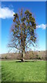Tree covered in mistletoe, Stowey