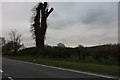 Pollarded tree on Whitwell Road, Empingham