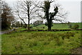 Trees and rushes, Mullaghmenagh Upper