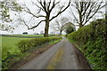 Tree along Mullaghmena Road