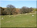 Field at the mouth of Heltondale