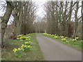 NO3510 : Tree and daffodil lined road by Scott Cormie