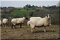 TQ3630 : Sheep at Highbrook by Peter Trimming