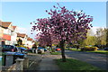 Spring blossom on Salmon Street, Kingsbury