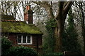 Moss on the Roof