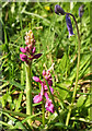 Early purple orchid, Lower Coombe