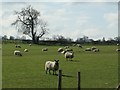 NZ1825 : Sheep grazing at Hummerbeck by Christine Johnstone