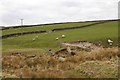 Sheep Grazing near Kirk Hill