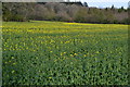 SU1930 : Oilseed rape field surrounded by woods by David Martin