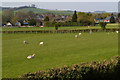 Sheep in field south of Pitton