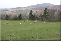 NS4000 : Sheep and Lambs at Tairlaw Glen by Billy McCrorie