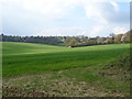 Crop field near Rushymead Farm