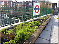 Flower bed at Putney Bridge station