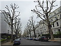 Pollarded trees in Holland Park.