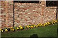 TL0737 : Pansies on Clophill Road, Hall End by David Howard