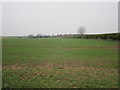 Cereal field adjacent to Hall Lane