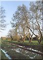 Ewelme: watercress beds and willows