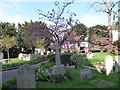 St Mary, Walton-on-Thames: churchyard (III)
