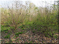 Hazel that has been coppiced