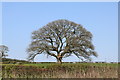 Tree in Field