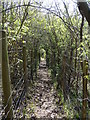 Path down North Downs