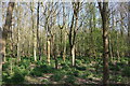 TL3705 : Woods on Nazeing Marsh by David Howard