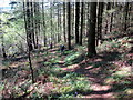 Llwybr Lodge Wood / Lodge Wood Path